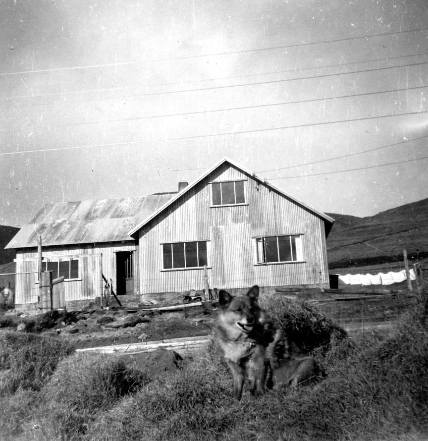 Dogs from Sellátur