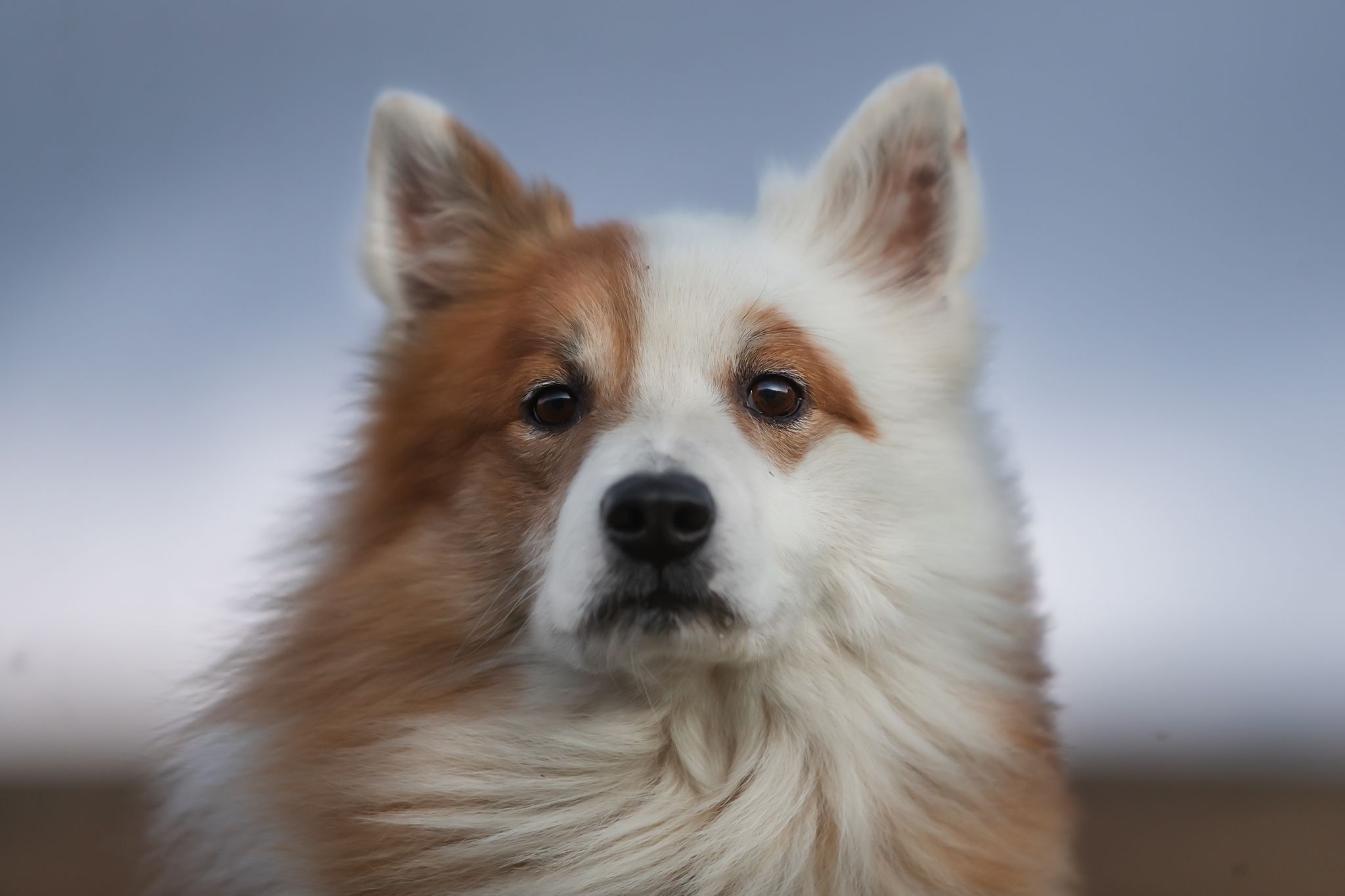 Colors of the Icelandic Sheepdog – registration is now open!