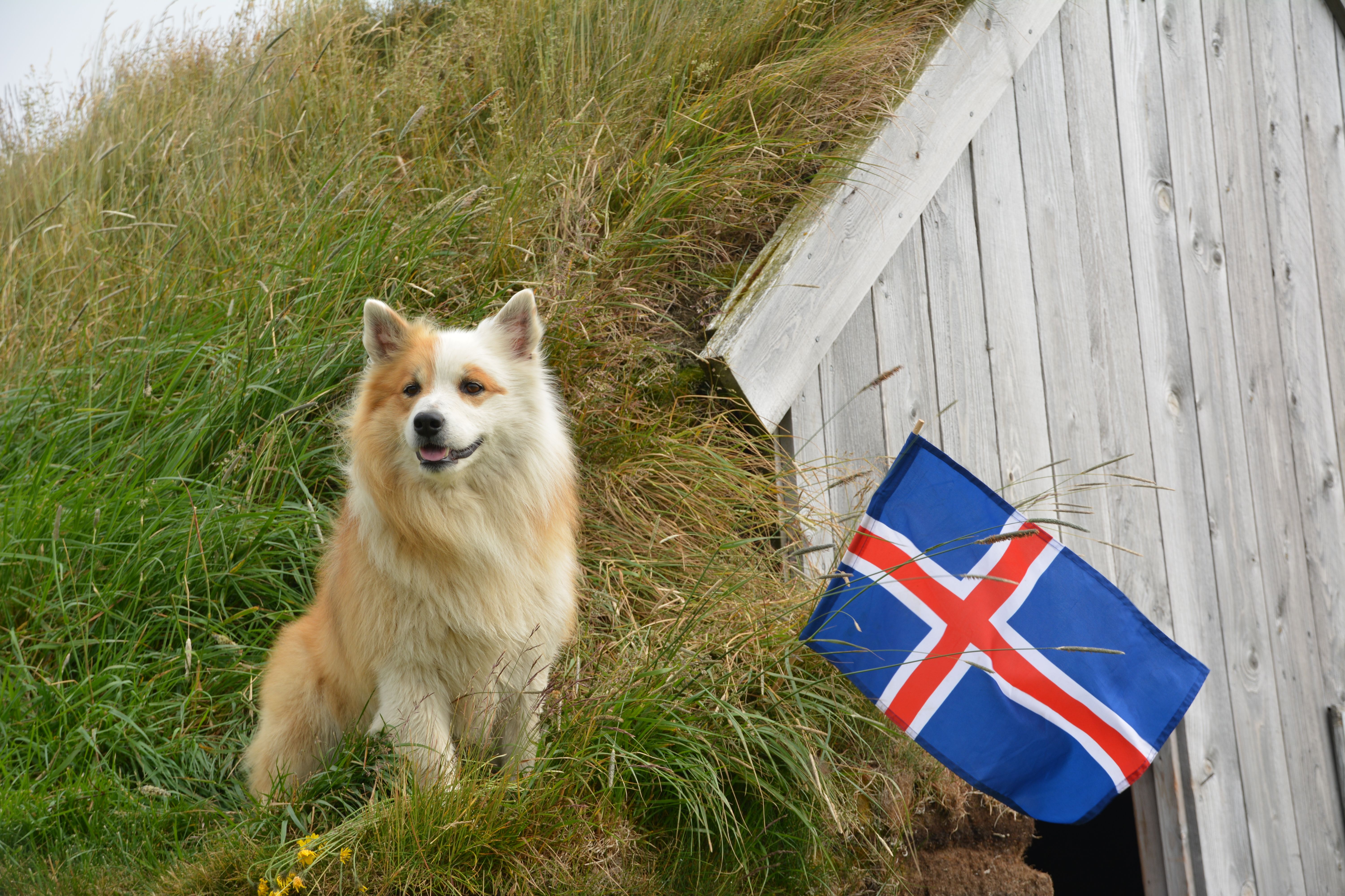 Icelandic Sheepdog Day