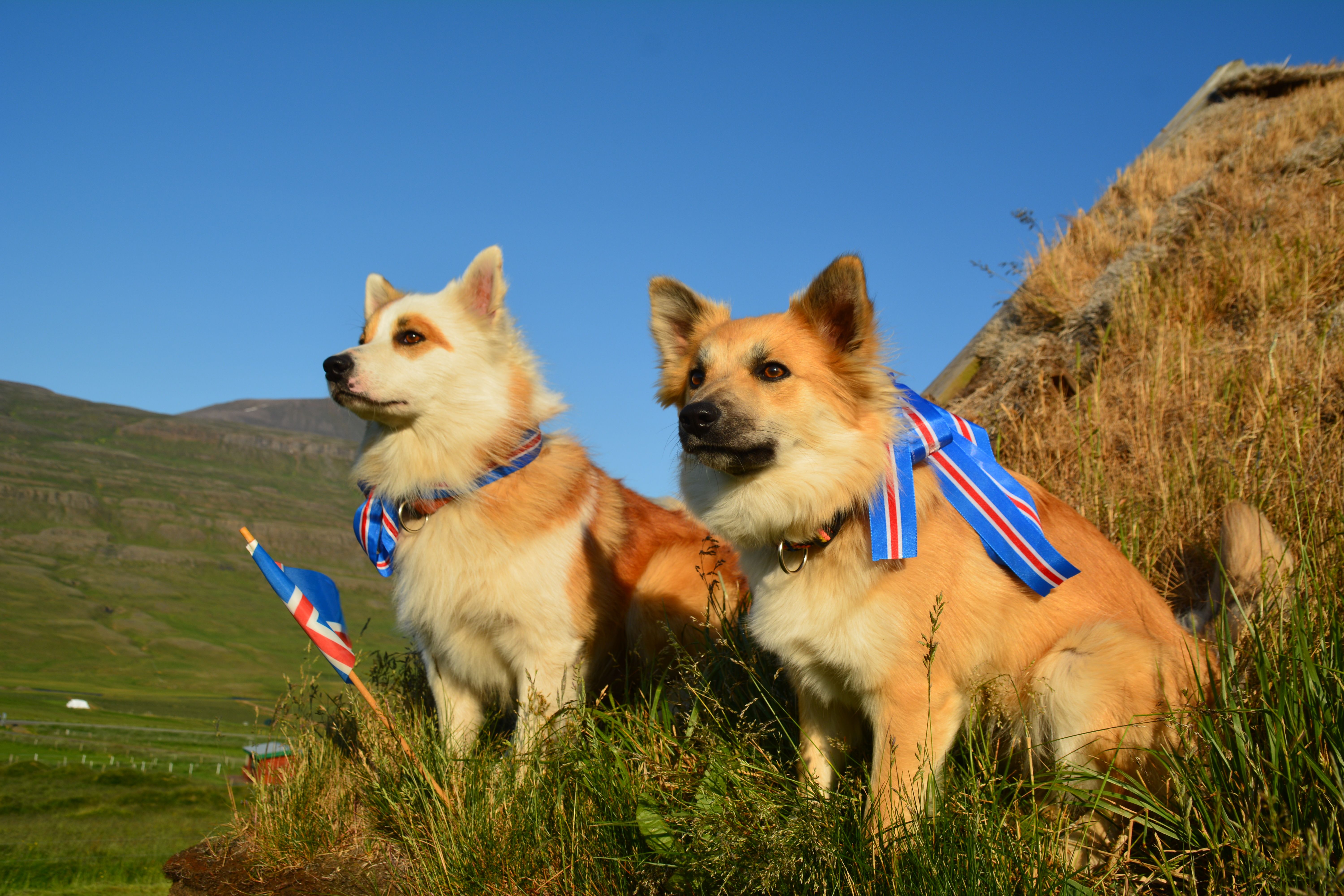  Icelandic Sheepdog Day