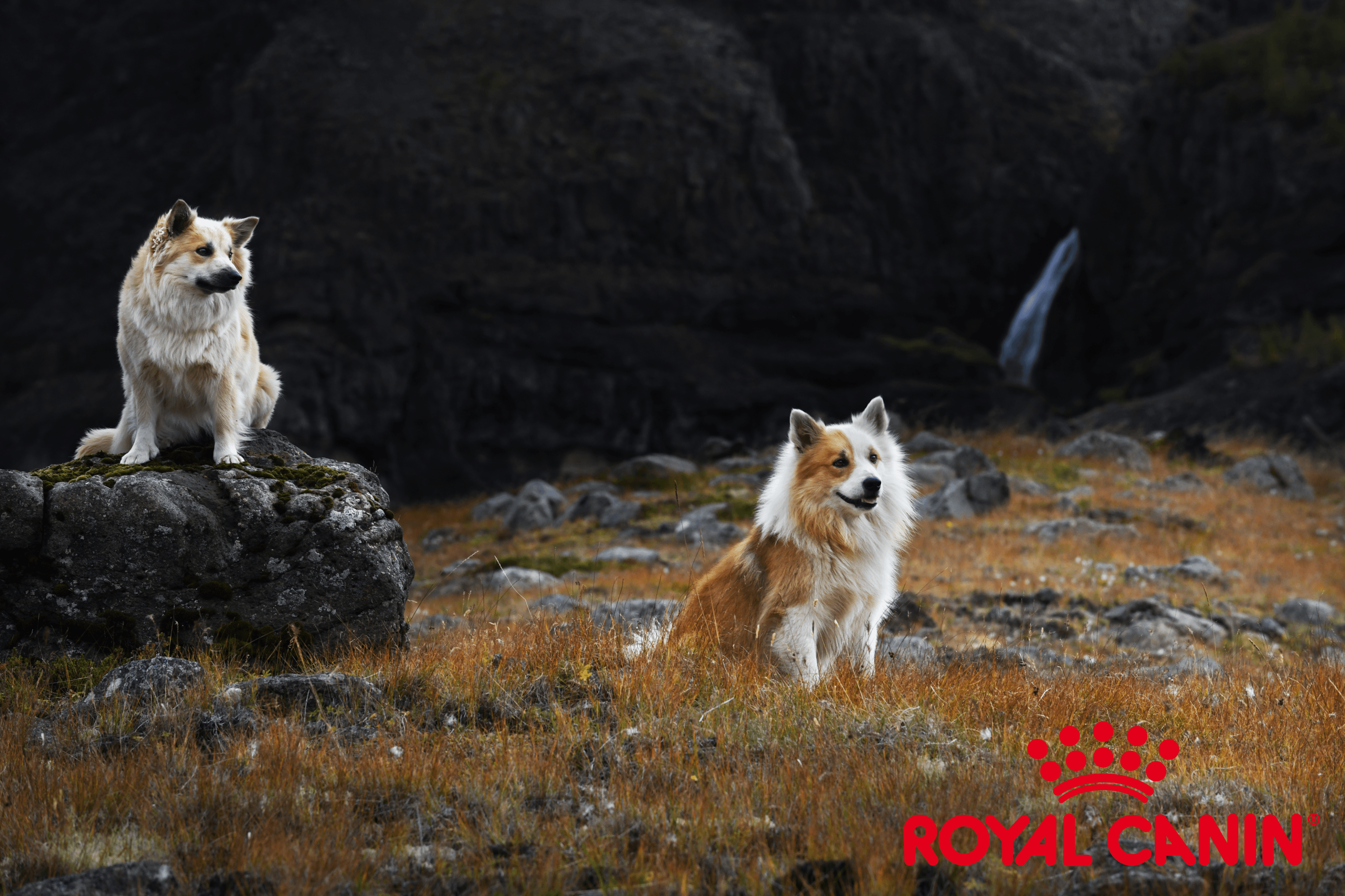 New sponsor - Royal Canin