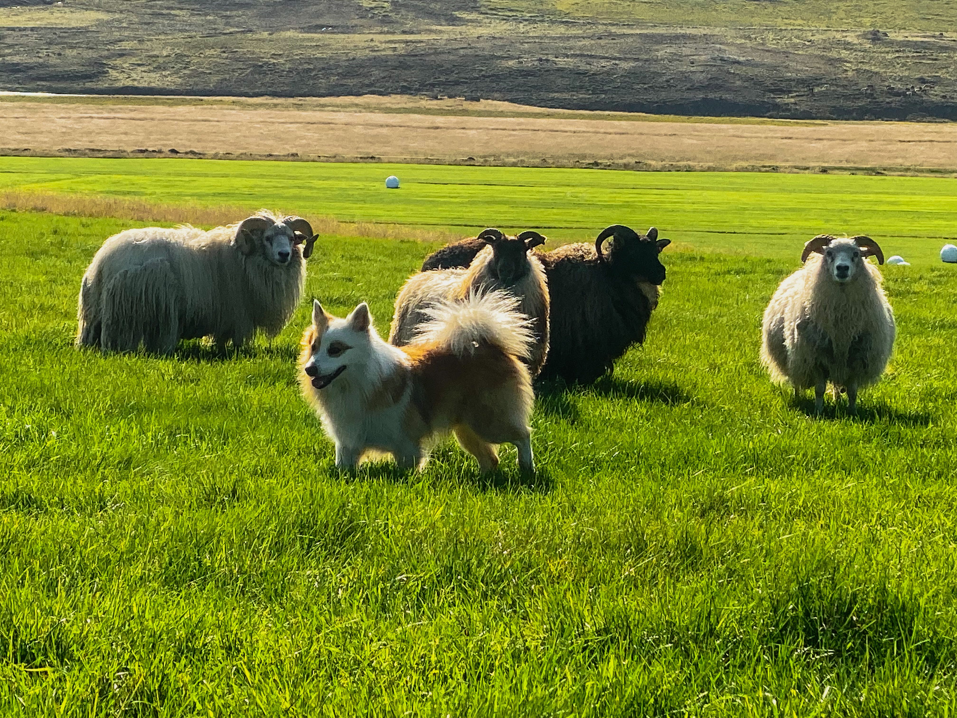 Is the Icelandic sheepdog a working dog?
