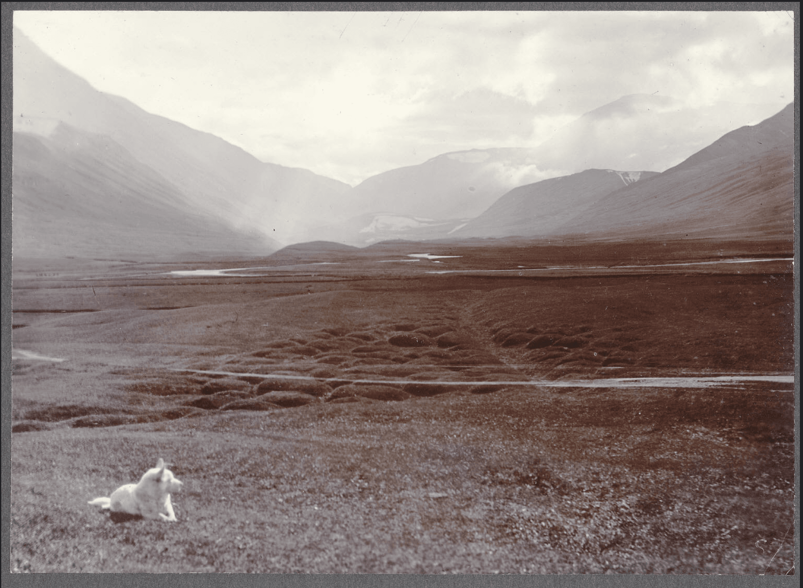 Dogs during the settlement of Iceland