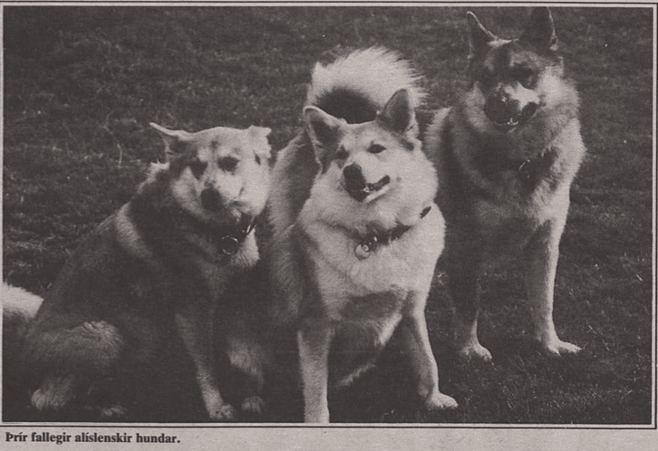 What is the status of the Icelandic Sheepdog today?